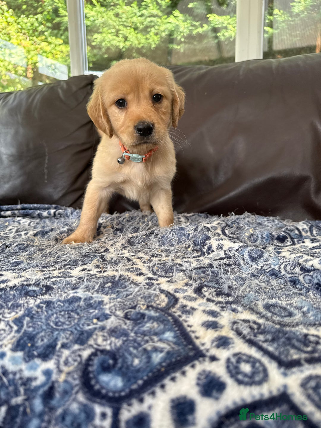 Goldador dogs for sale: READY TO COLLECT! 9 gorgeous goldador’s! - Image 4