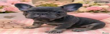 Blue & Tan female