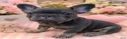 French Bulldog dogs for sale: French Bulldog puppies - Advert 9