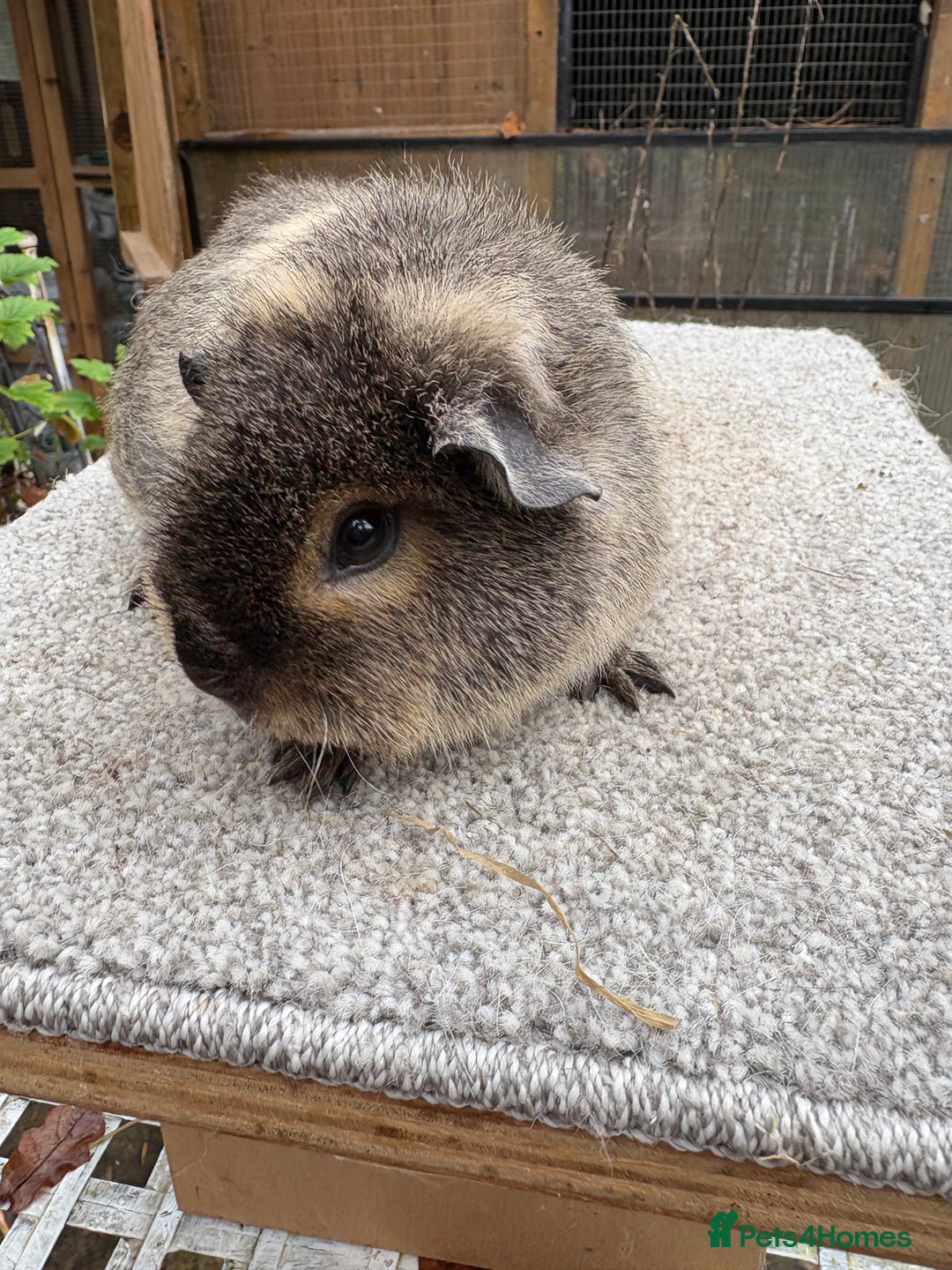 Guinea Pig rodents for sale: Various young guinea pig sows - Advert 3