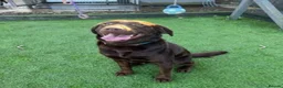 Labrador Retriever dogs for sale: Labrador puppies due soon - Advert 3