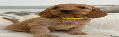 Cockapoo Puppy 6