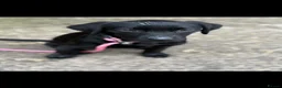 Borador dogs for sale: Raven  - Advert 6