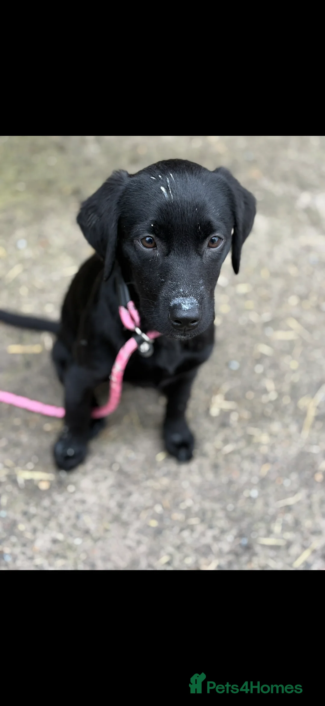 Borador dogs for sale: Raven  - Advert 6