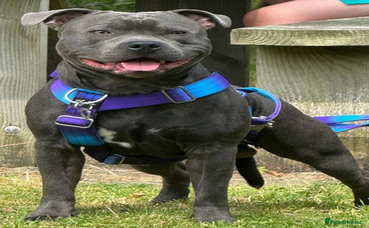 Staffordshire Bull Terrier dogs in Liverpool - Advert 1