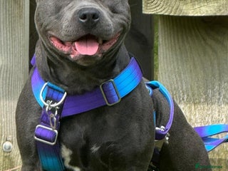 Staffordshire Bull Terrier dogs in Liverpool - Advert 3