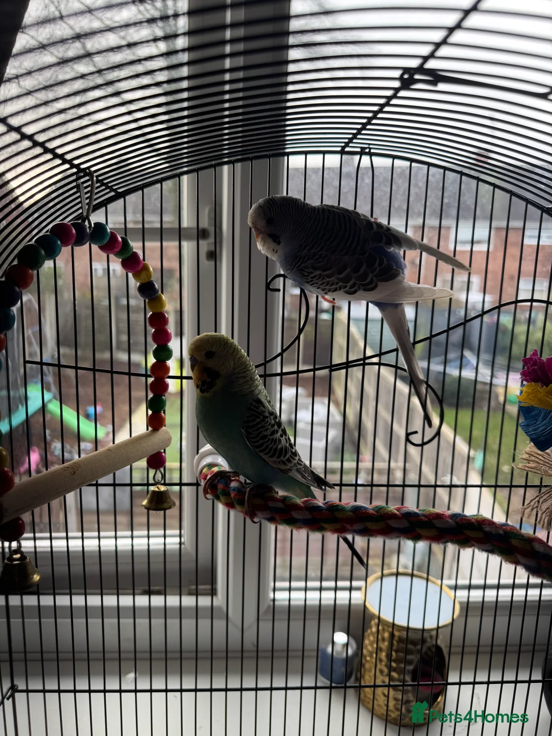 Budgerigars birds for sale: two budgies looking for new homes  - Advert 3