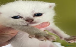 British Shorthair cats for sale: BSH BLACK TIPPED KITTENS GCCF REGISTERED  - Image 10