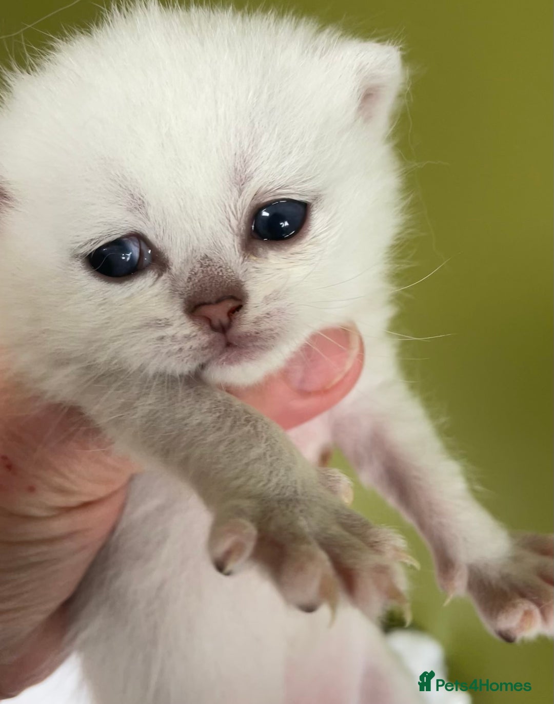 British Shorthair cats for sale: BSH BLACK TIPPED KITTENS GCCF REGISTERED  - Image 10
