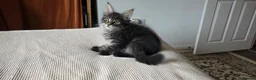 Maine Coon cats for sale: Maine coon kitten  - Advert 37