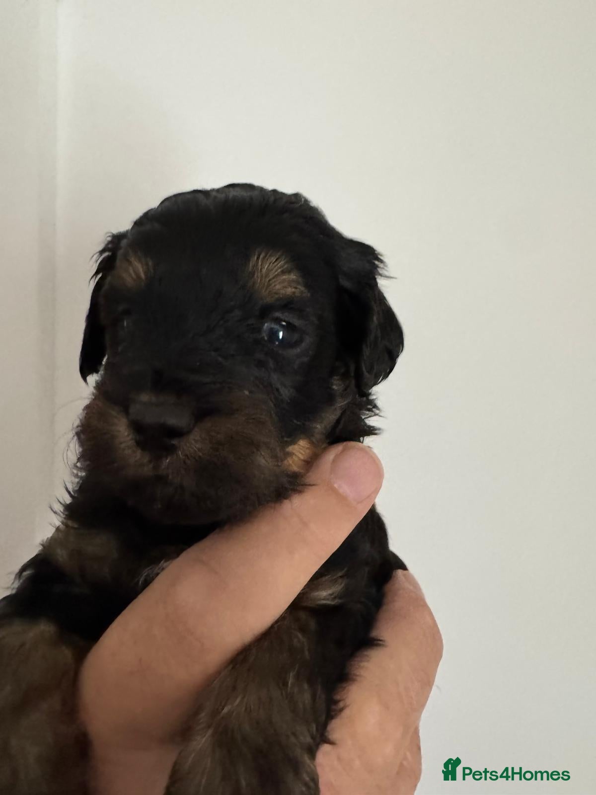 Maltipoo dogs 6 adorable maltipoo puppies extraordinary colours  - Advert 2