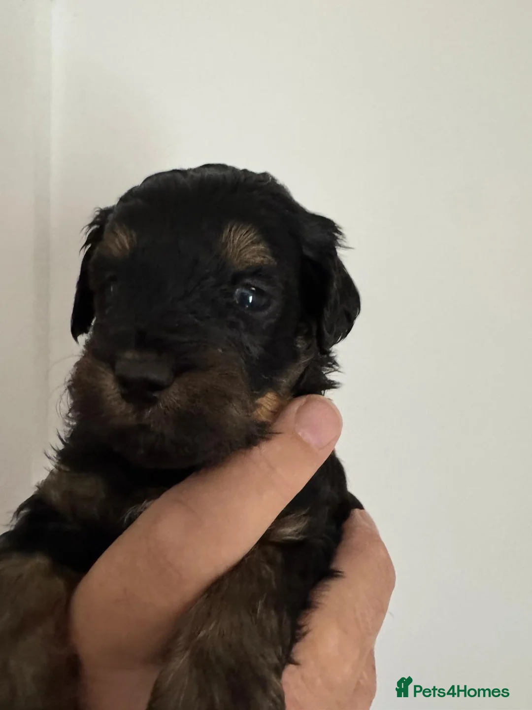 Maltipoo dogs for sale: 6 adorable maltipoo puppies extraordinary colours  - Advert 2