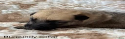 German Shepherd dogs for sale: Beautiful German Shepherd Cross Puppies - Advert 11