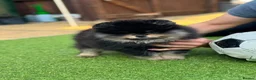 Pomeranian dogs for sale: Stunning top quality kc registered Pomeranians - Advert 9