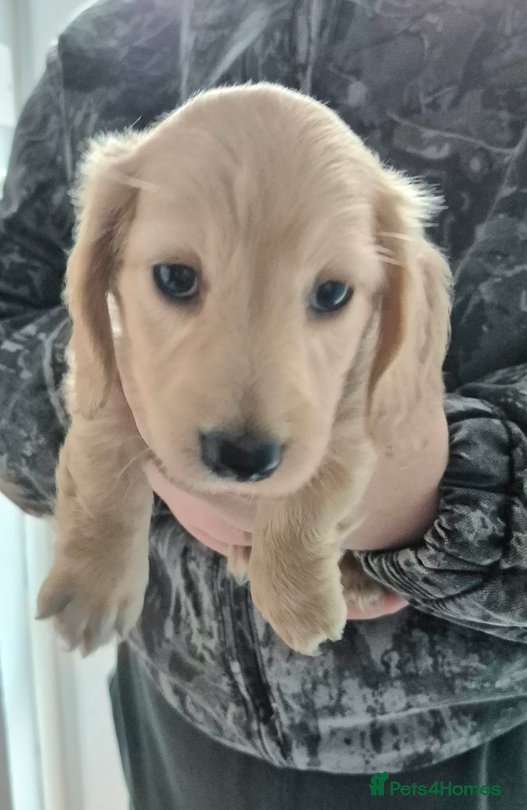 Miniature Dachshund dogs for sale: Miniature dachshund KC reg long haired cream - Advert 13