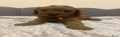 Orange collar 