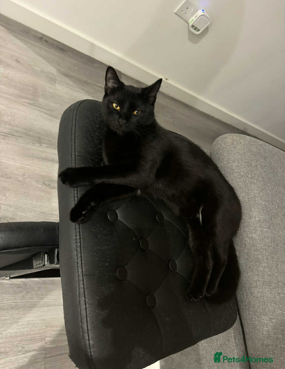 Mixed Breed cats for sale: 🐾 Sweet Cat Duo Looking for a Loving Home 🐾 - Image 4