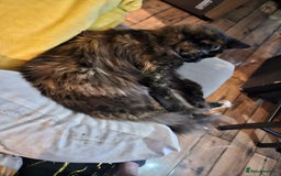 Maine Coon cats for sale: Maine coon  - Image 6