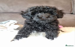 Cockapoo dogs for sale: Adorable best friend pups, sold fully vaccinated - Advert 8