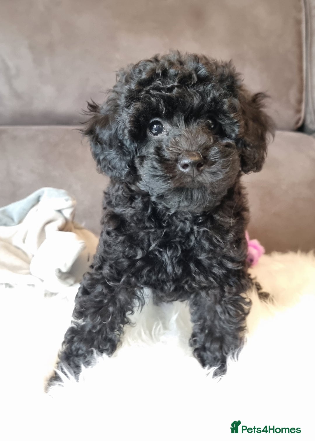 Cockapoo dogs for sale: Adorable best friend pups, sold fully vaccinated - Advert 8