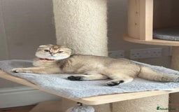 Scottish Fold cats for sale: Beautiful TICA Registered Scottish Girl Kittens - Image 12