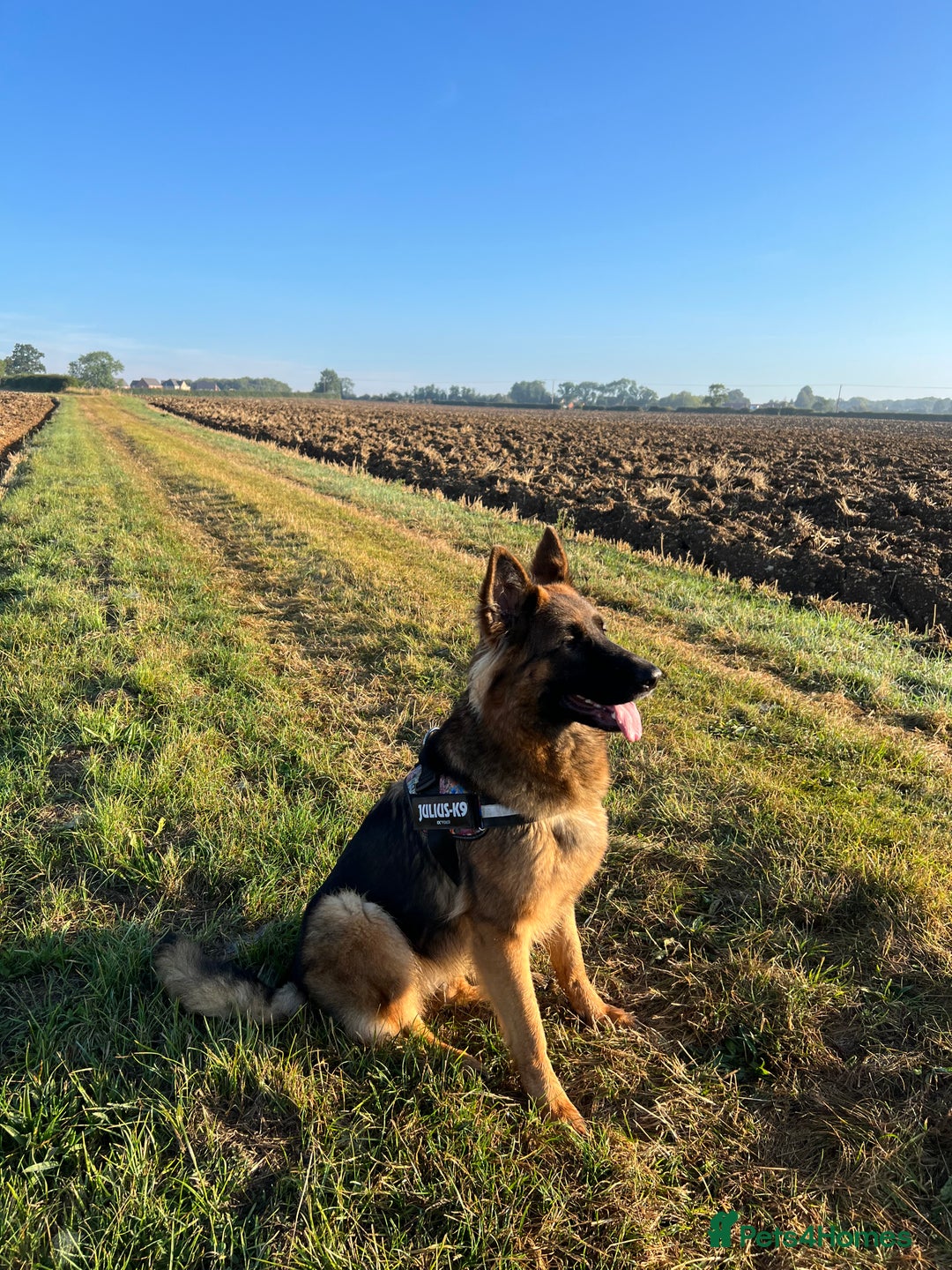 Mixed Breed dogs for sale: Golden Shepherd Puppies - Advert 5