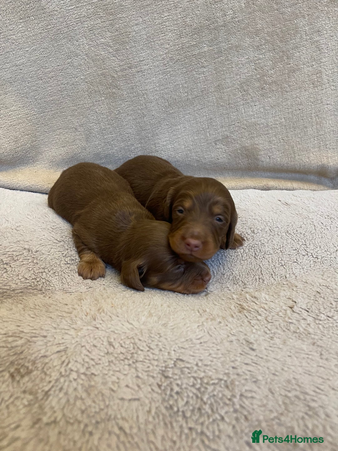 Dachshund dogs for sale: Stunning Standard long haired Dachhound  - Advert 10