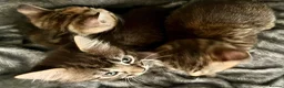 Bengal cats for sale: Bengal X Kittens With Famous Siblings!  - Advert 17