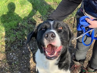 Mixed Breed dogs in Caldicot - Advert 5