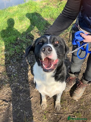 Mixed Breed dogs in Caldicot - Advert 14