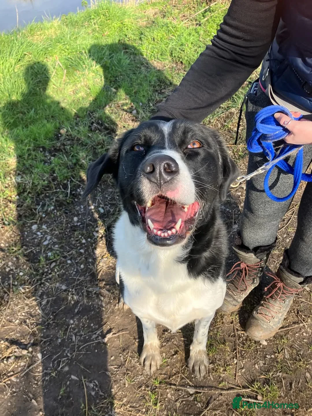 Mixed Breed dogs for adoption: 💙Caleb - our gentle giant💙 in Caldicot - Advert 2