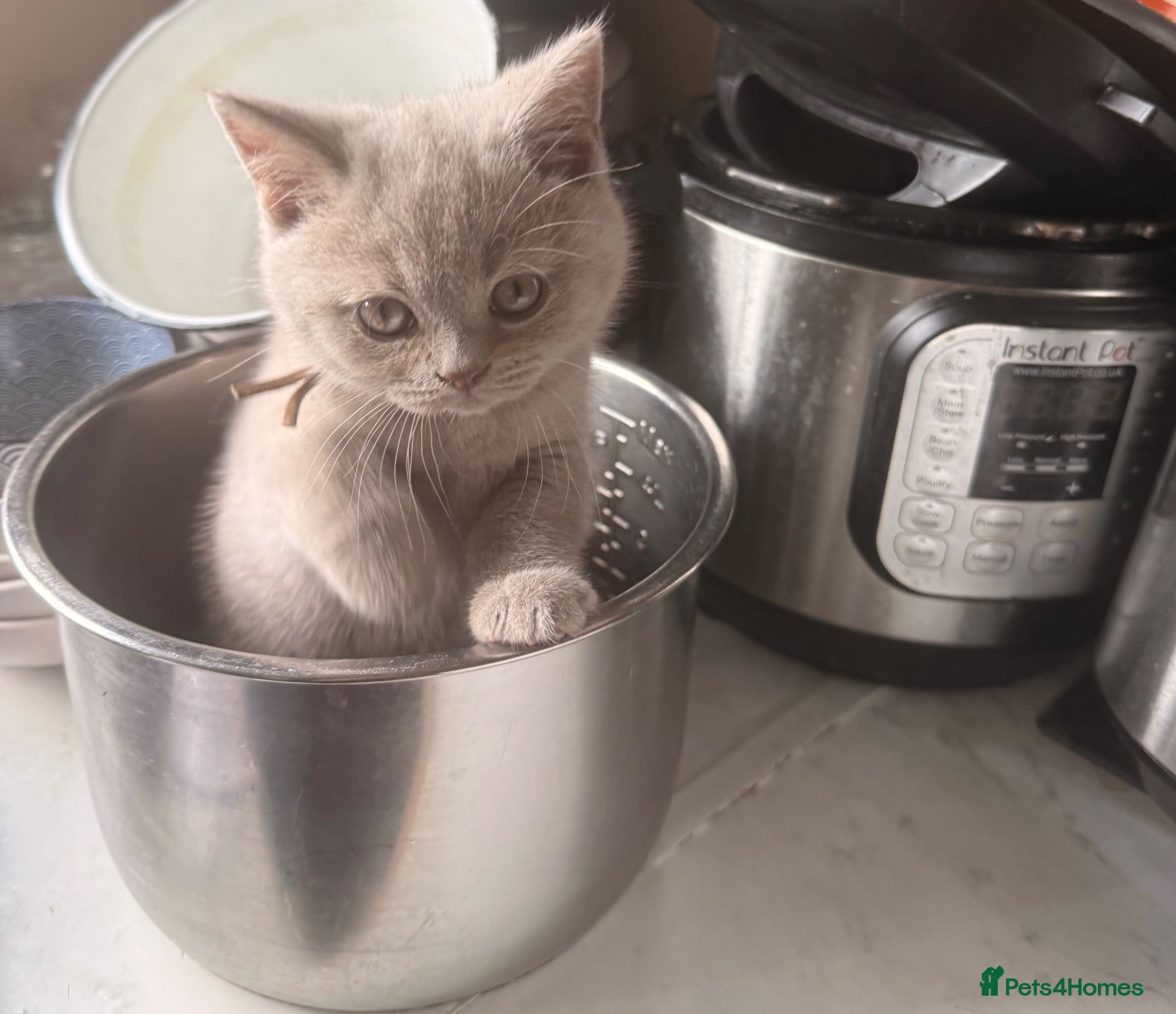 British Shorthair cats READY TO GO NOW! 100% Pure Pedigree LILAC CHAMPION - Advert 2