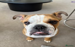 English Bulldog dogs for sale: English Bulldog - Image 7