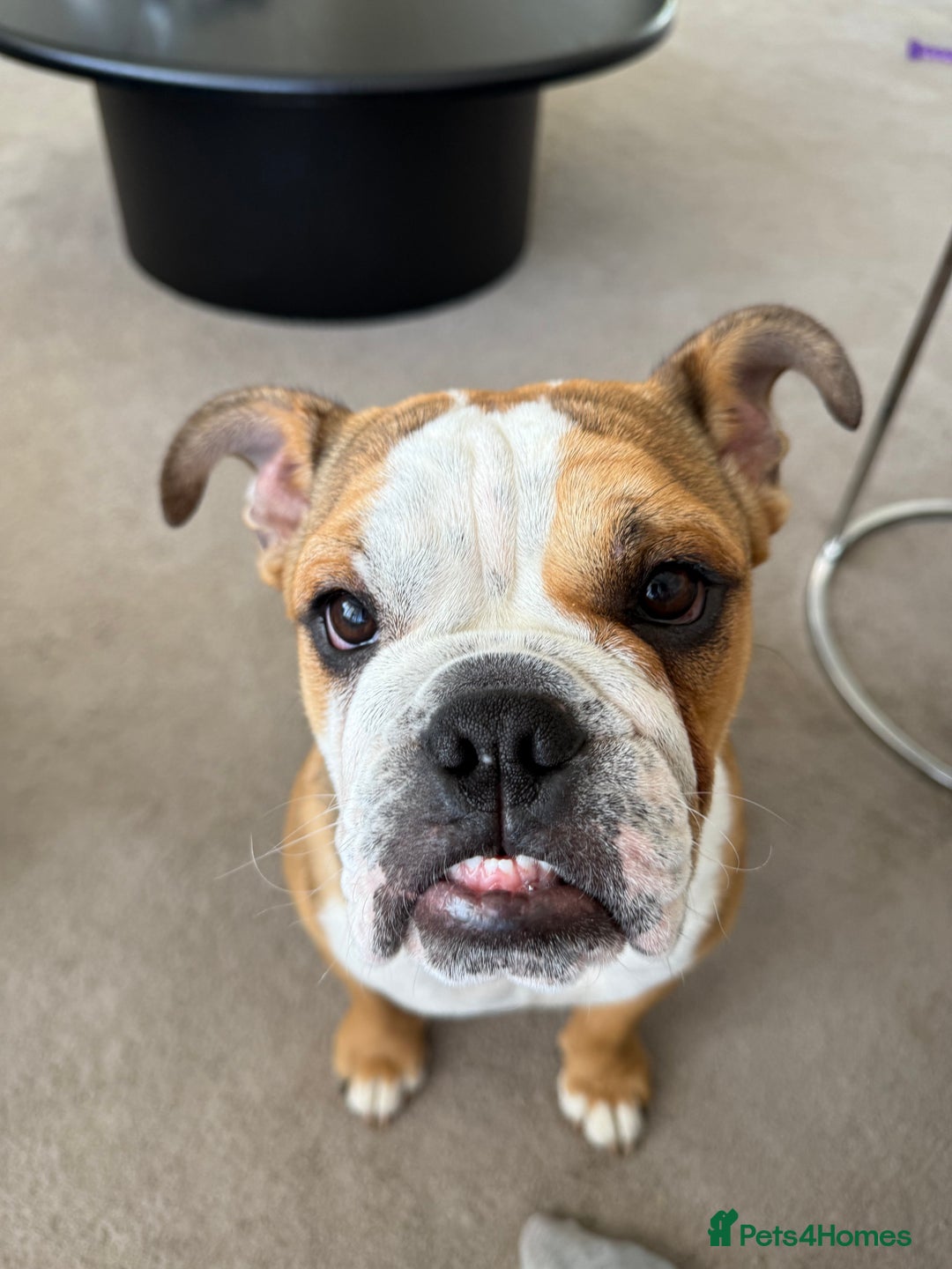 English Bulldog dogs for sale: English Bulldog - Image 7