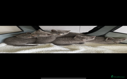 British Shorthair cats for sale: BRITISH SHORTHAIR KITTENS  - Image 1