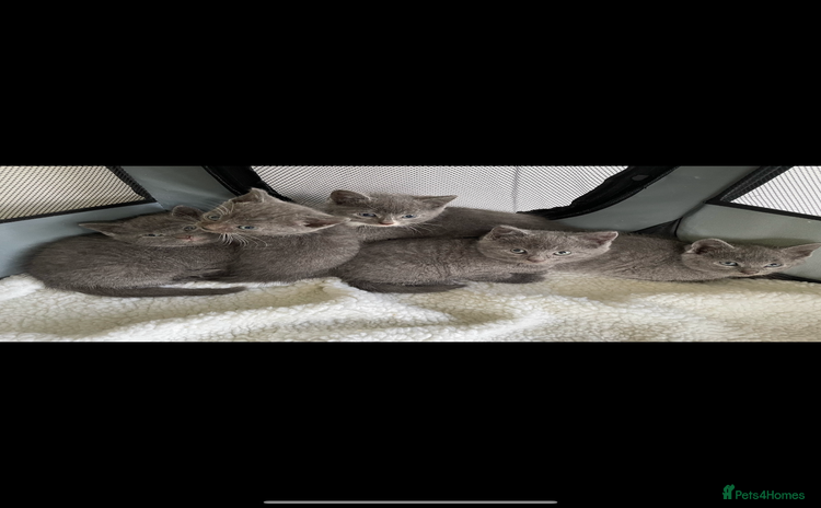 British Shorthair cats - Advert 10