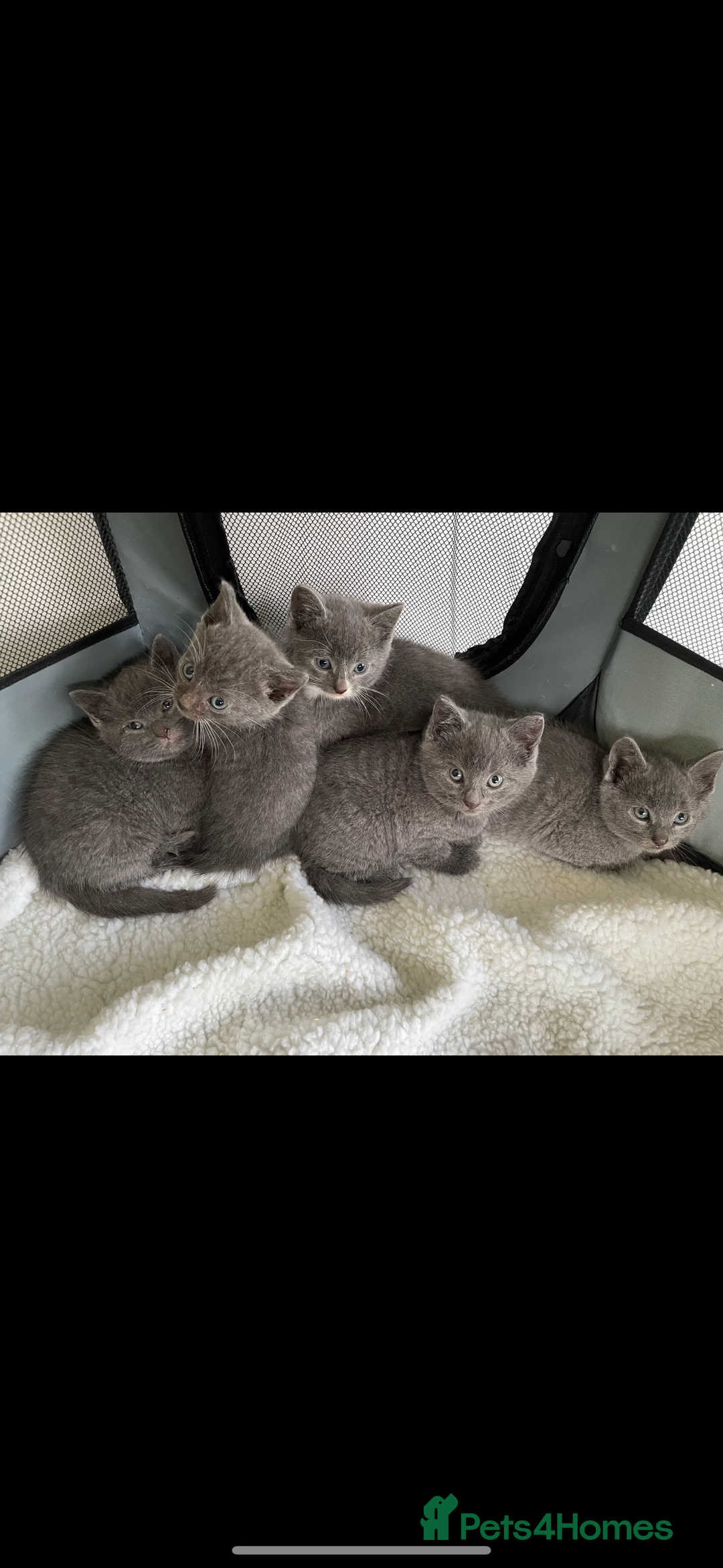 British Shorthair cats for sale: BRITISH SHORTHAIR KITTENS  - Image 1