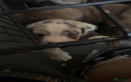 Cane Corso dogs for sale: cane corso pup  - Image 1