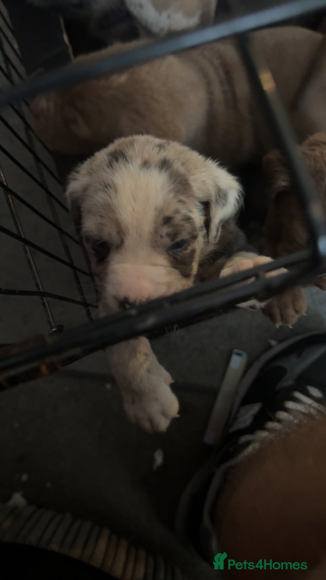 Cane Corso dogs for sale: cane corso pup  - Image 1