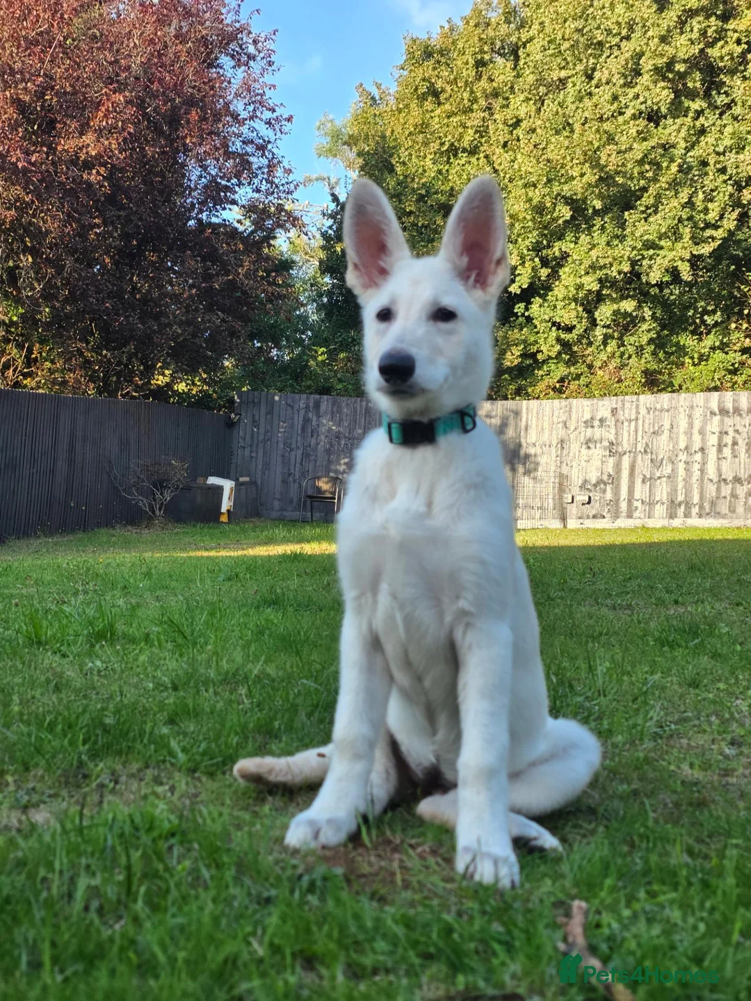 German Shepherd dogs for sale: 20 wk Female White german shepherd bitch in Newport - Advert 1