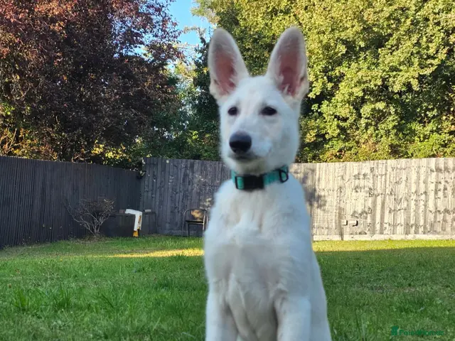 German Shepherd dogs 20 wk Female White german shepherd bitch - Advert 1