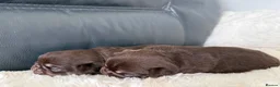 Pug dogs for sale: Kc chocolate and tan pug puppies  - Advert 23
