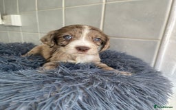 Cockapoo dogs for sale: Adorable Cockerpoo Puppies Ready - Image 28