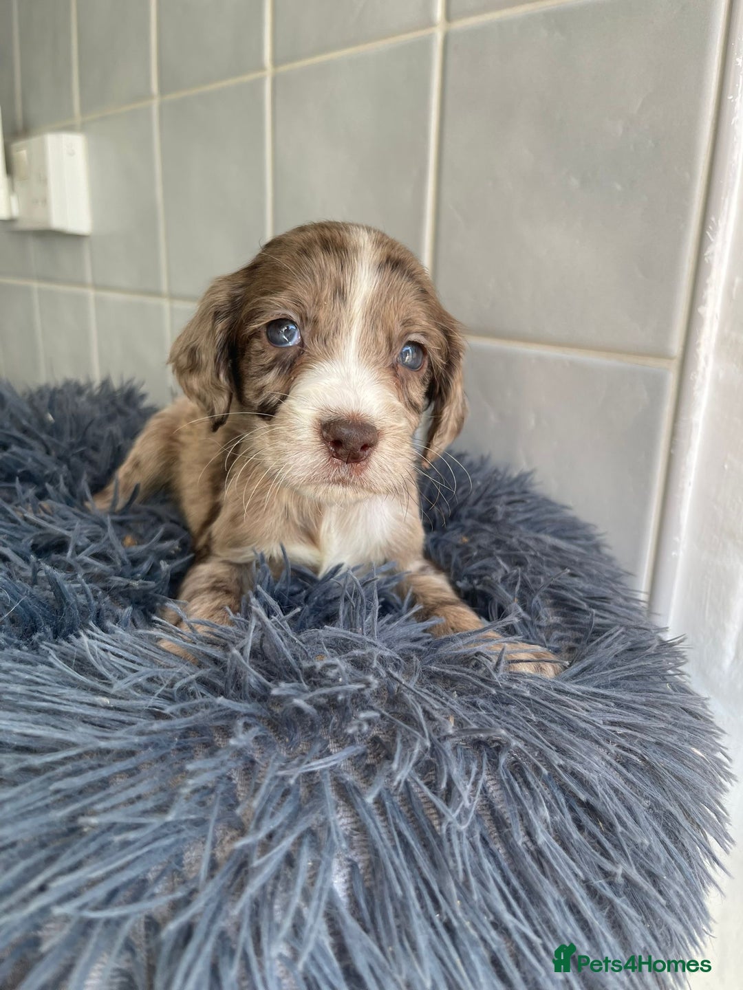 Cockapoo dogs for sale: Adorable Cockerpoo Puppies Ready - Image 28