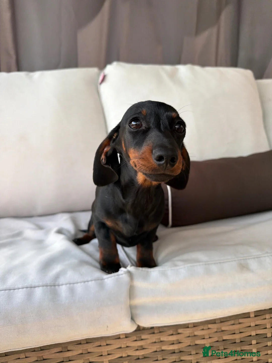 Miniature Dachshund dogs for sale: Beautiful Miniature Dachshund Puppies for sale in Nottingham - Advert 7