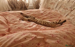 Bengal cats for sale: Pure Bengal to a loving home - Image 8