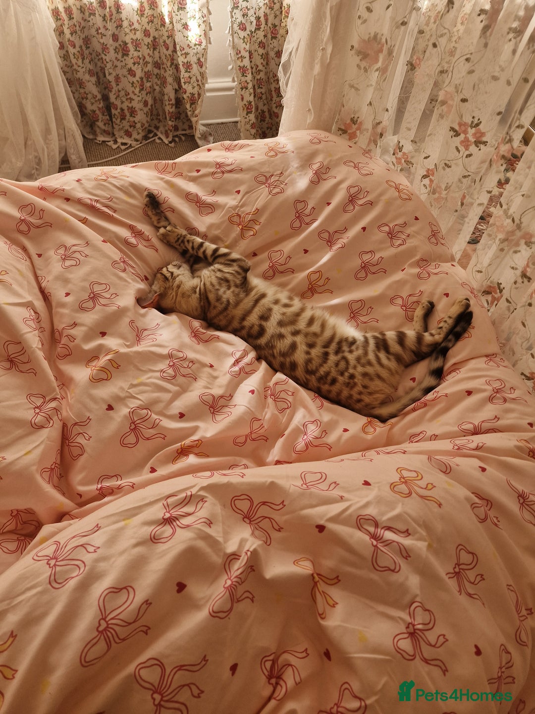 Bengal cats for sale: Pure Bengal to a loving home - Image 8