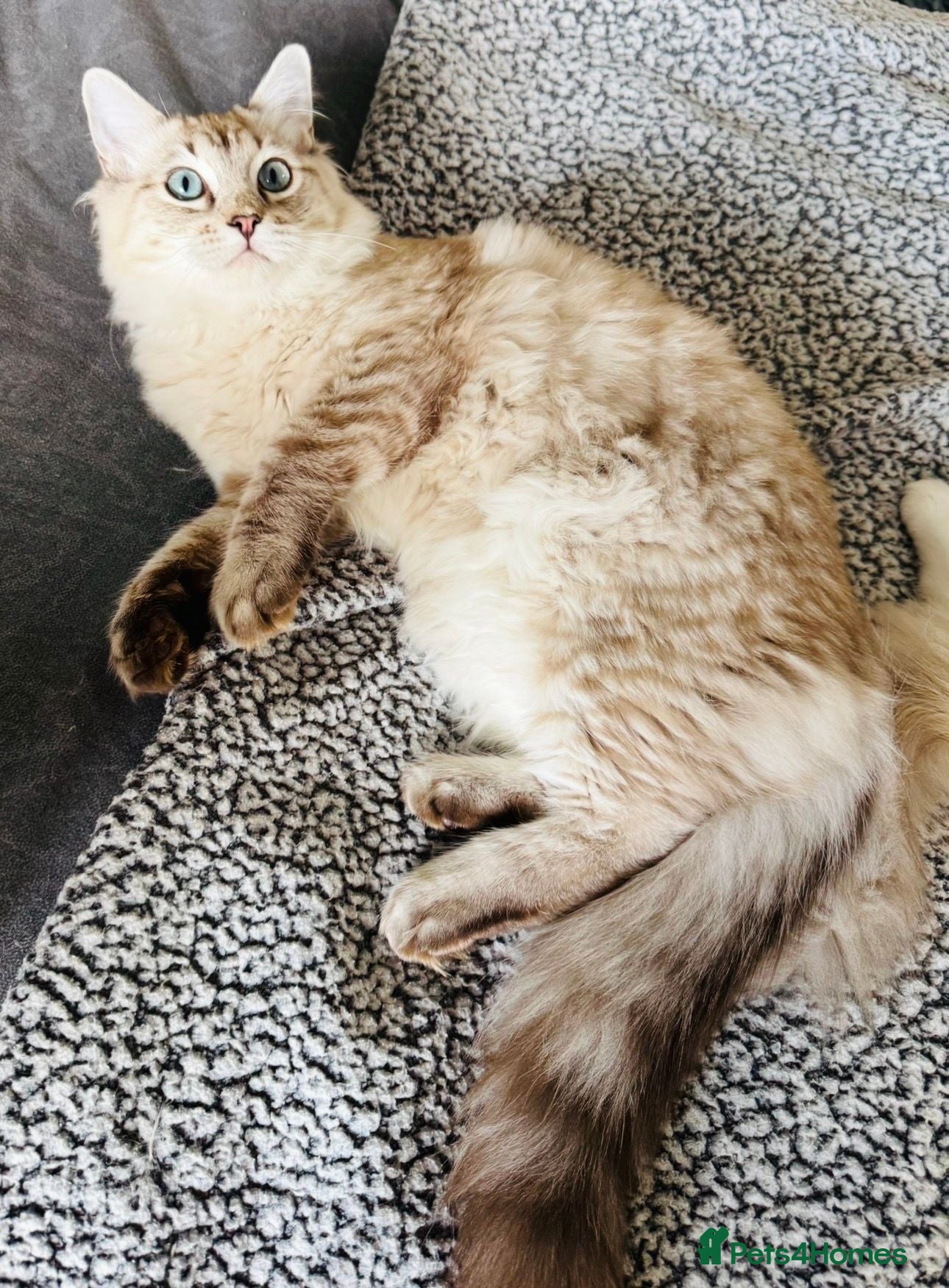 Ragdoll cats Stunning Seal Tabby Mink Boy - Advert 2
