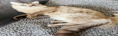 Ragdoll 1