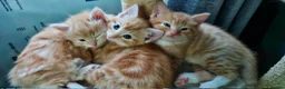 Mixed Breed cats for sale: Ginger boys - Advert 4